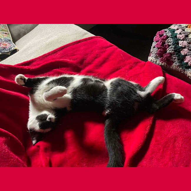 Photo of Dot