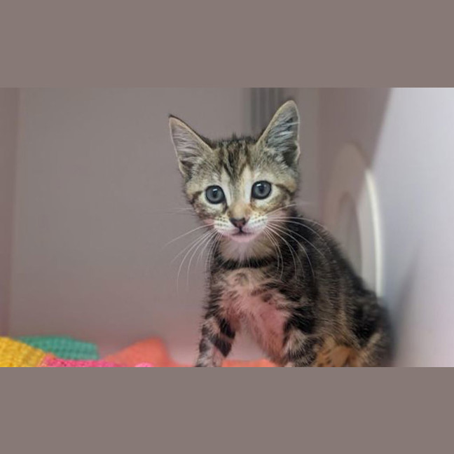 Photo of Mushu