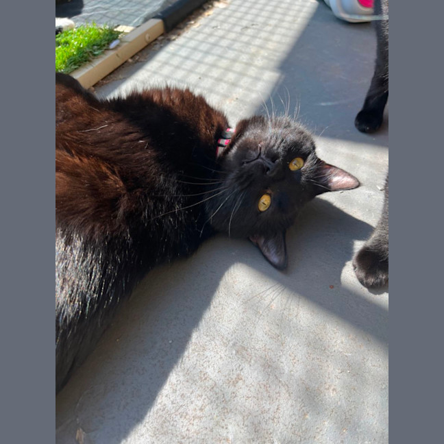 Photo of Zac *9 Lives Project Rescue*