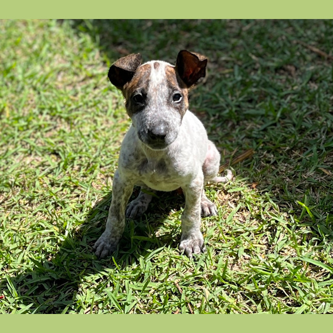 Photo of Chilli