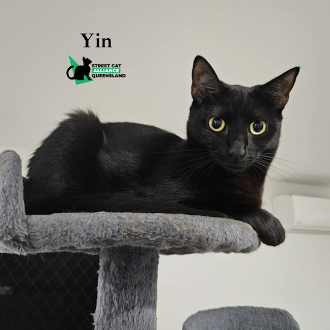 Photo of Yin