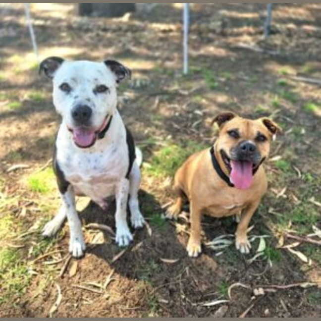 Photo of Diesel & Billa