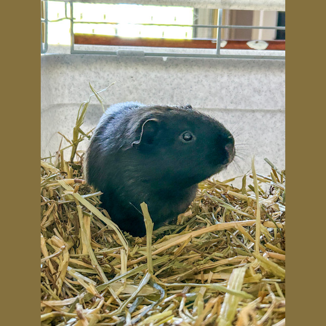 Photo of Sadie