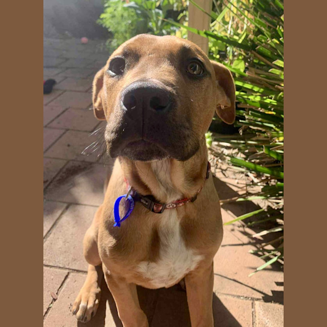 Photo of Tore   4 Month Old Bull Arab X