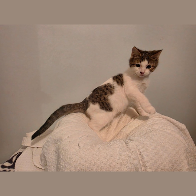 Photo of Alvin