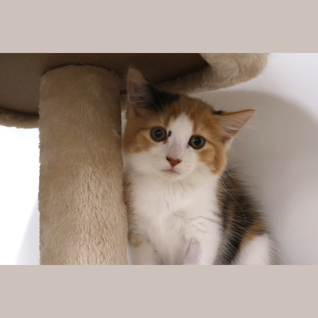 Photo of Nugget