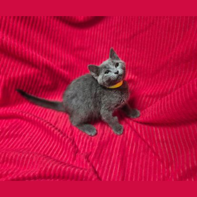 Photo of Luna