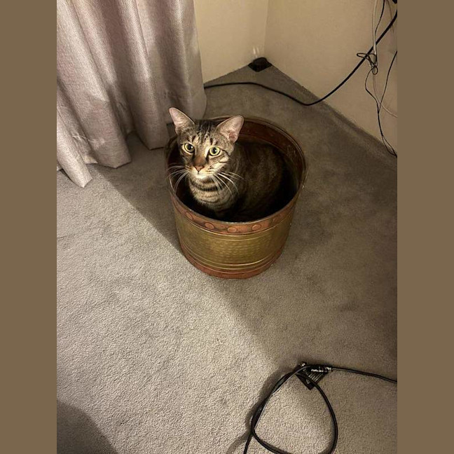 Photo of Chino