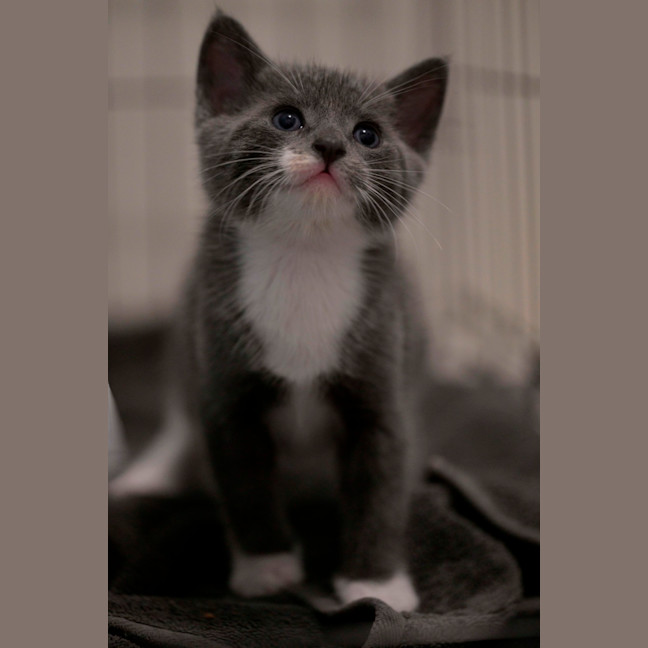 Photo of 🩵 Blue Jay 🩵