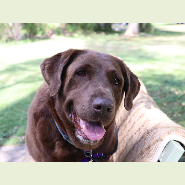 Photo of Lucy