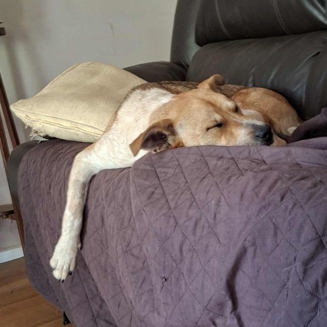 Photo of Shaggy