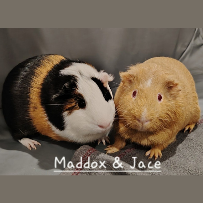 Photo of Maddox & Jace