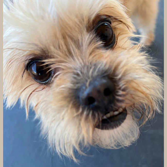 Photo of Daisy   3 Year Old Maltese X Shih Tzu (Trial 20/12
