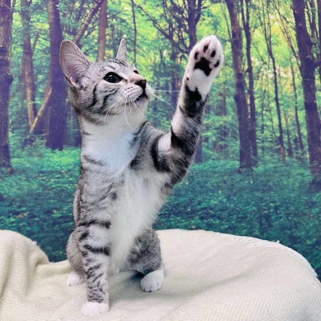 Photo of Fuji   Located In Endeavour Hills