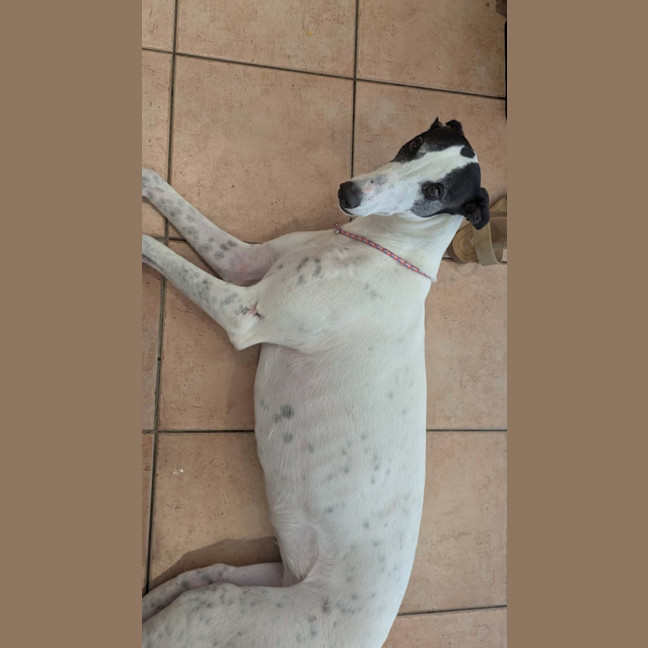 Photo of Dot, The Greyhound