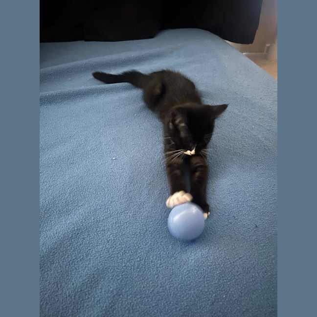 Photo of Felix And Socks