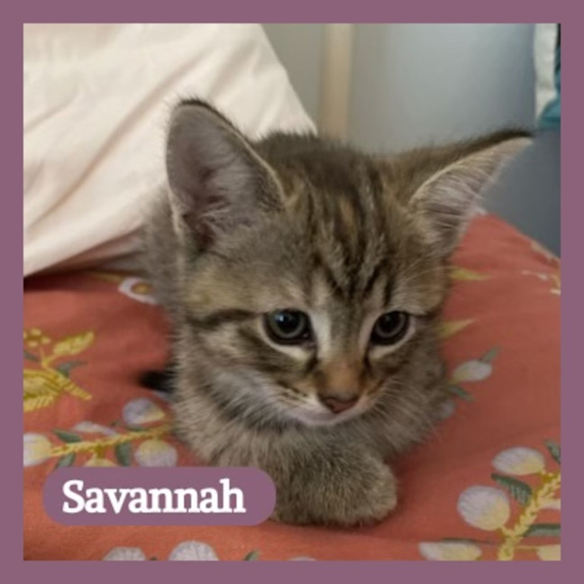 Photo of Savannah 