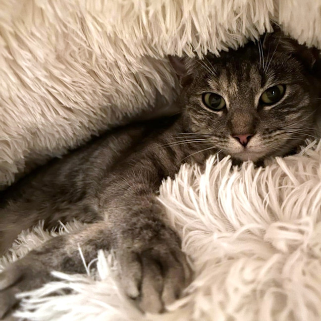 Photo of Luna