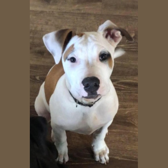 Photo of Shiner