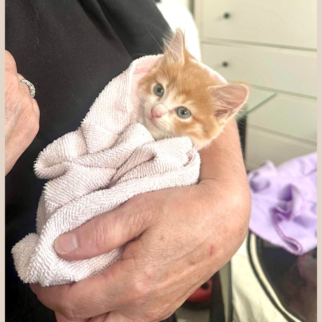 Photo of Cheeto And Dorrito
