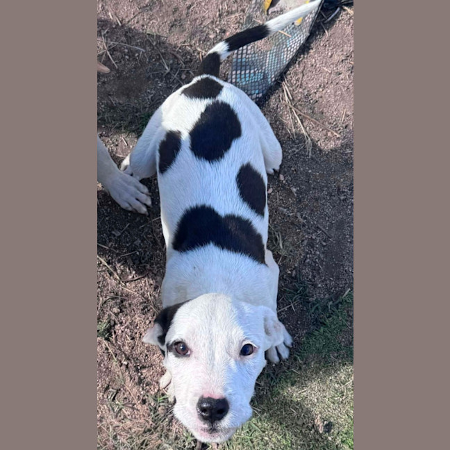 Photo of Apollo 