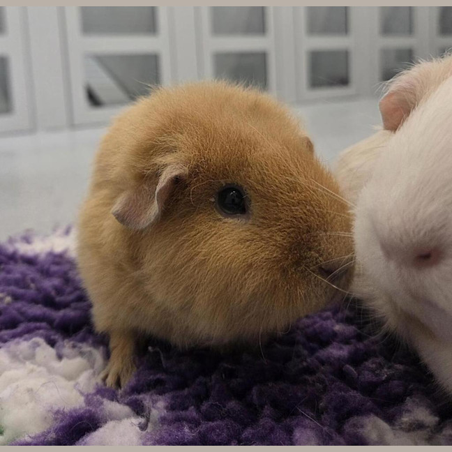 Photo of Peaches (Bonded With Honey)