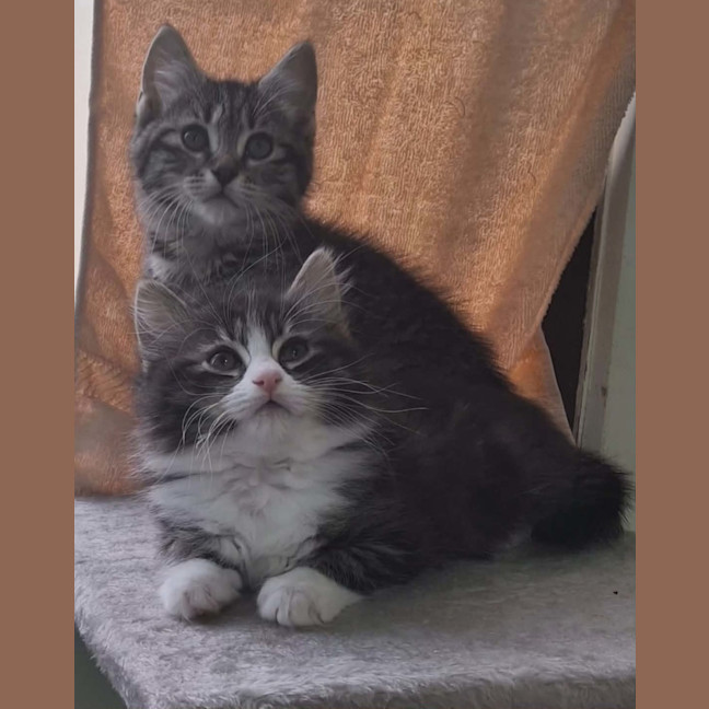 Photo of Lorrie *9 Lives Project Rescue*