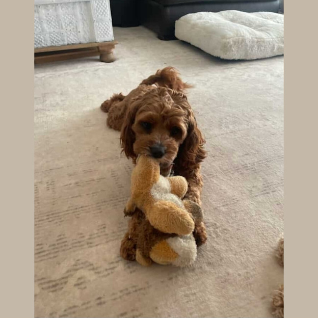 Photo of Kai And Kobi