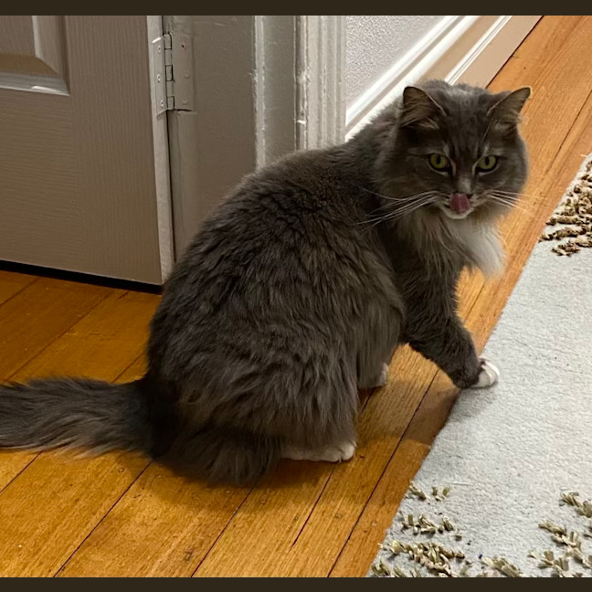 Photo of Bonita   In Foster Care In Brunswick