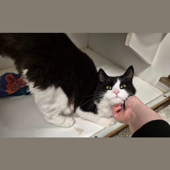 Photo of Percy
