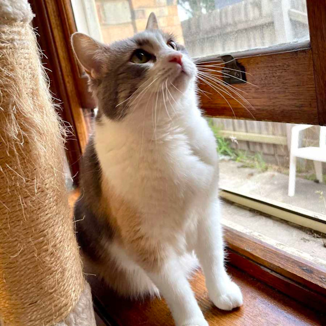 Photo of Miu Miu   Located In Reservoir 