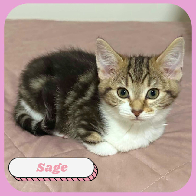 Photo of Sage