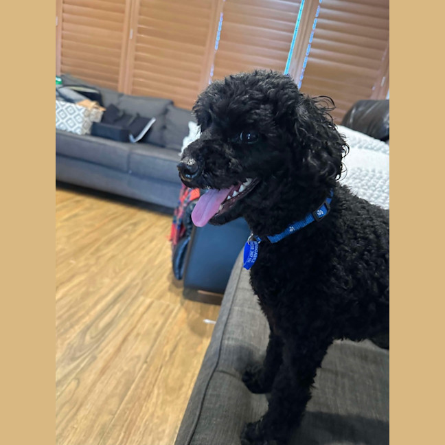 Photo of Rocky   6 Year Old Poodle