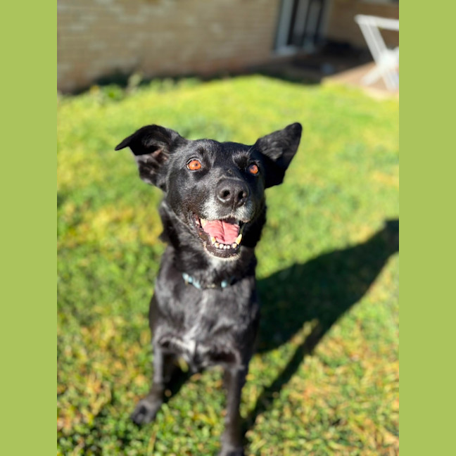 Photo of Rosie