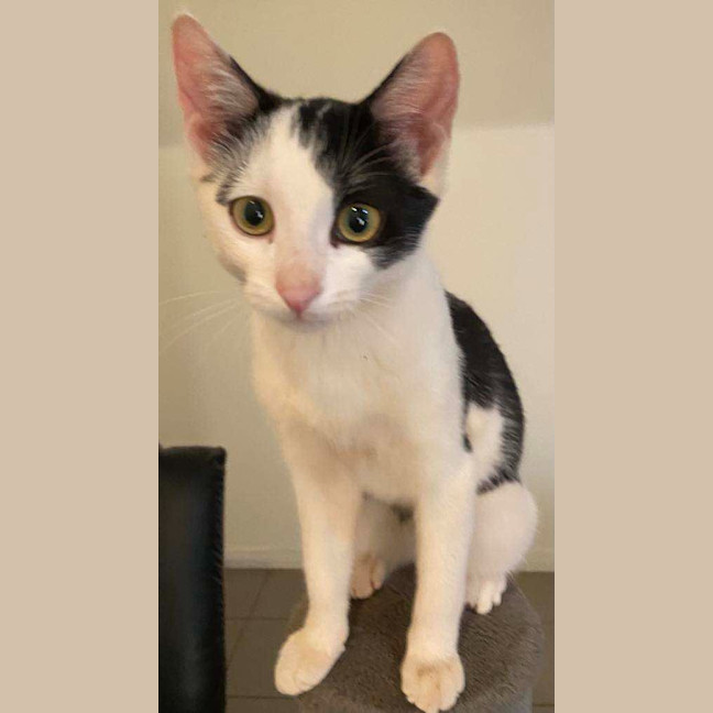 Photo of Sir Chester