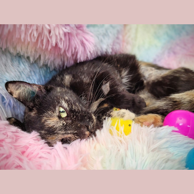 Photo of Lollipop 🍭