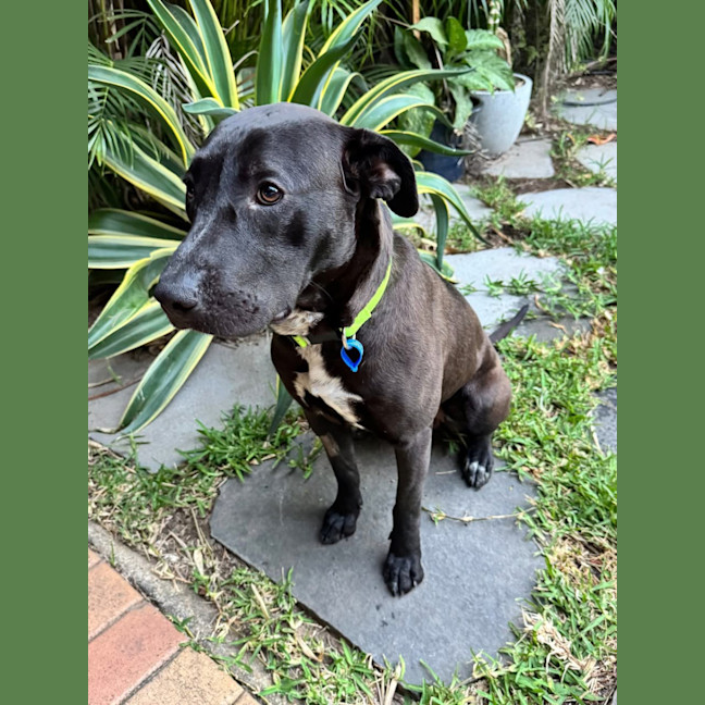 Photo of Bobby *$350 Adoption Fee*