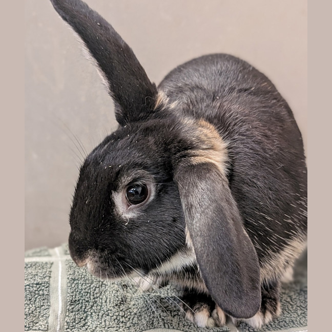 Photo of Otto