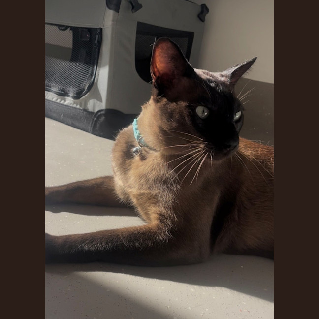 Photo of C1558 Timmy