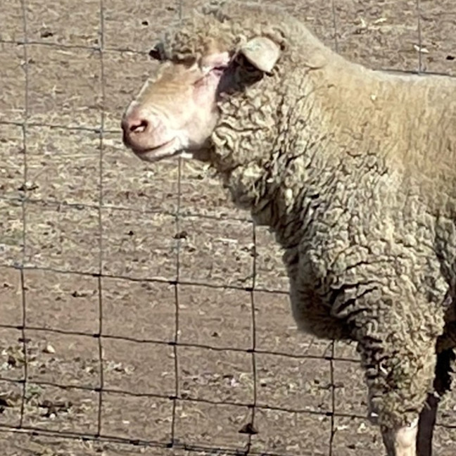 Photo of Family Flock