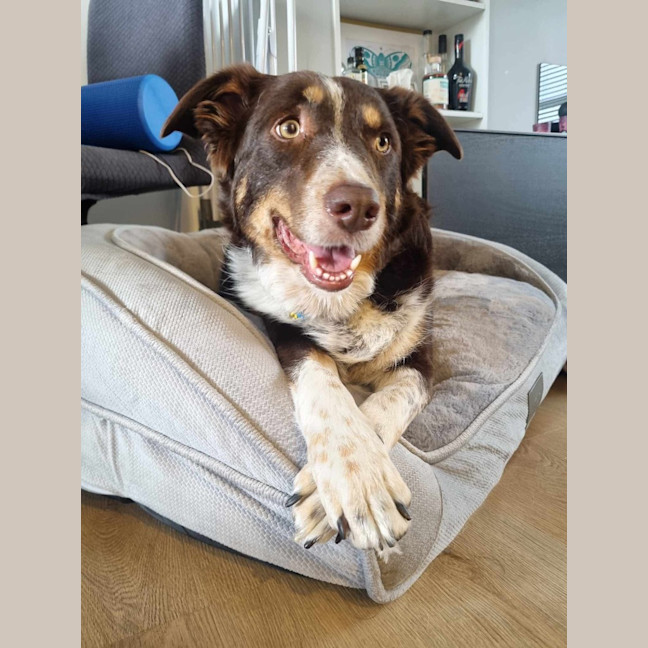 Photo of Lacey