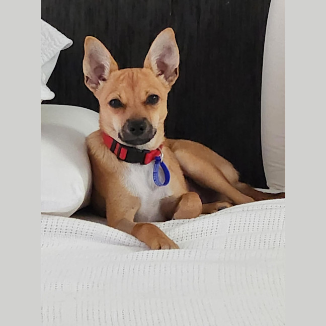 Photo of Micky   4 Month Old Chihuahua X