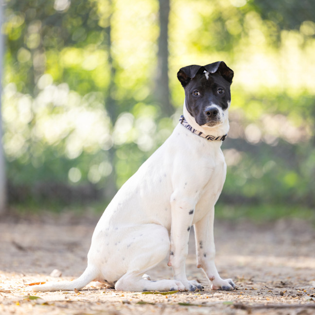 Photo of Poppet
