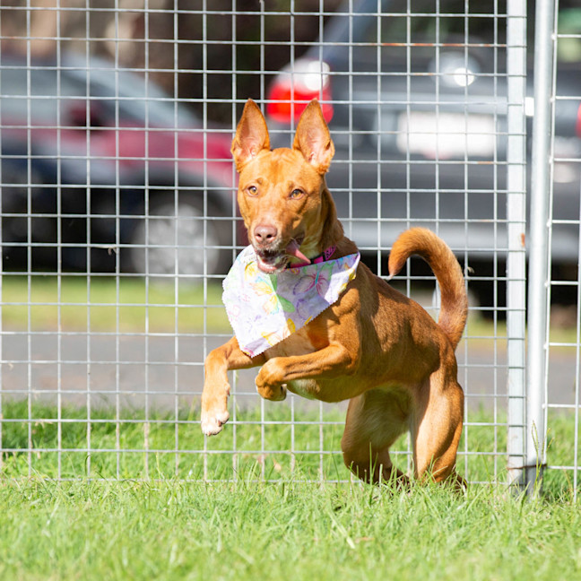 Photo of Nova