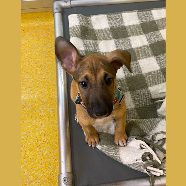 Photo of Auggie