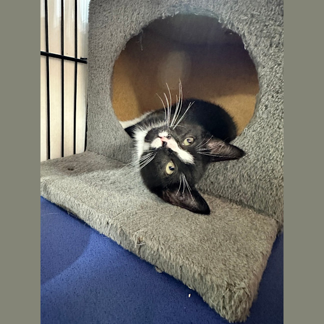 Photo of Blaze