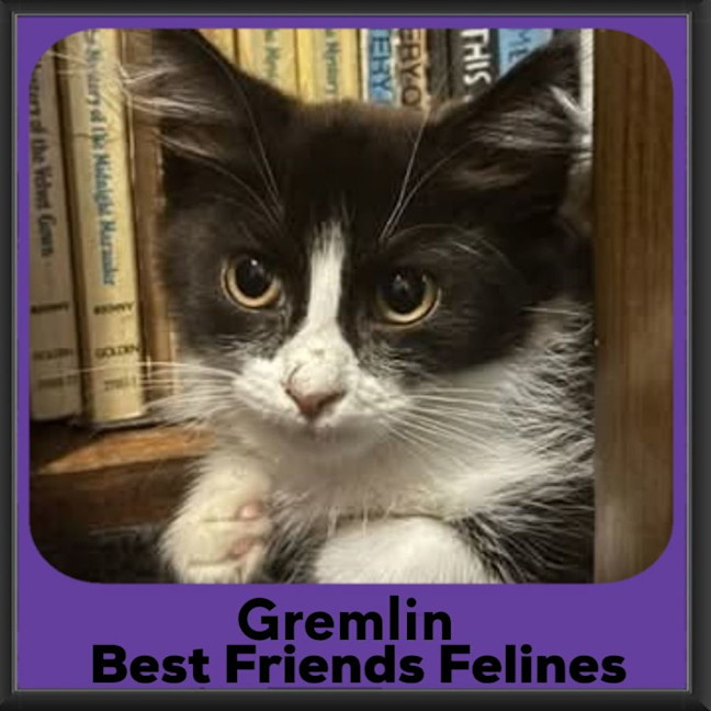 Photo of Gremlin