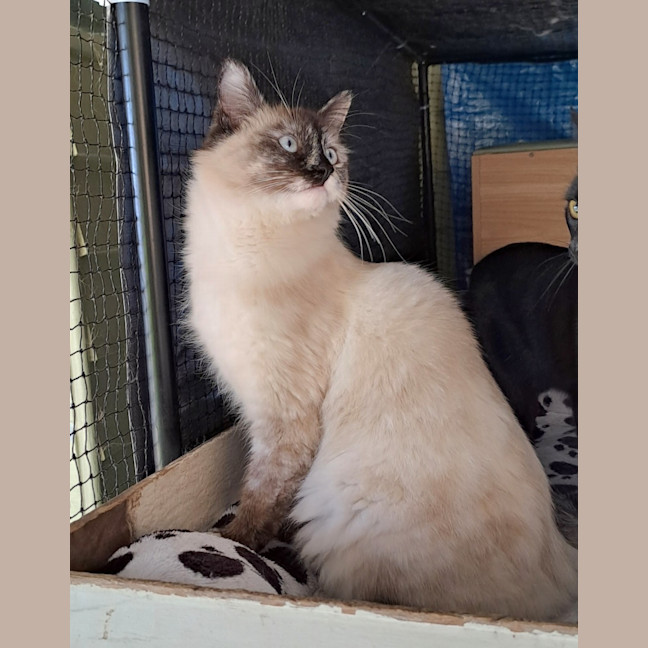 Photo of Daphne