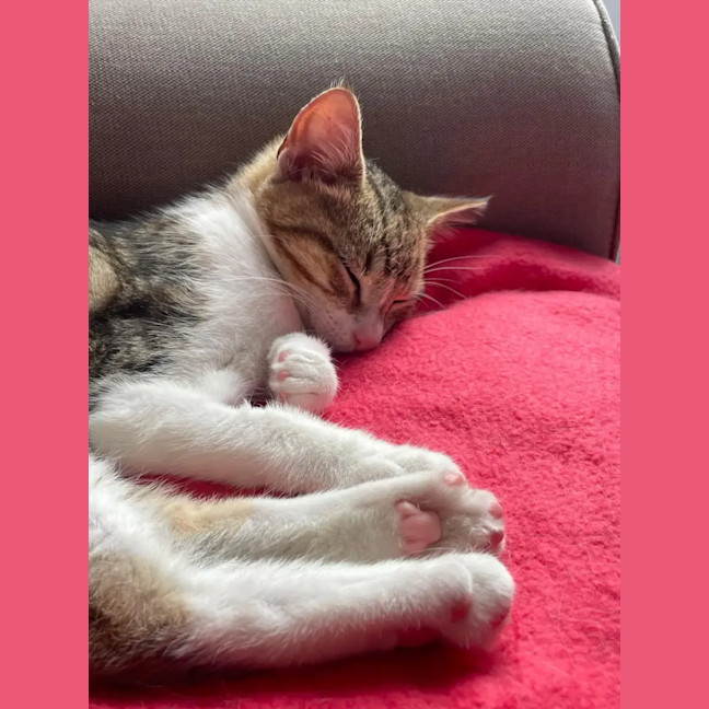 Photo of Foxy