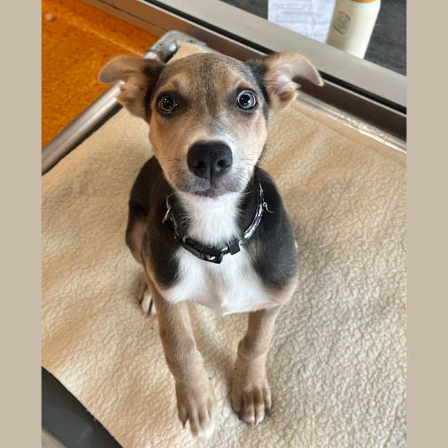 Photo of Remy